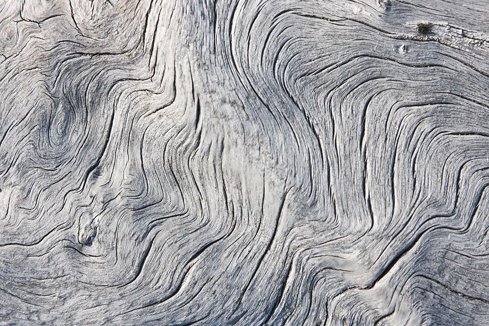 Drift wood pattern-Cape Onman-Chukchi Sea-Russia Far East